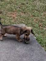 Shaded Cream Girl , a female Miniature Dachshund for sale in Atlanta, GA – 3 of 4