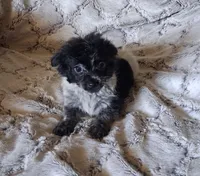 Ponga, a female Pomchi for sale in Atlanta, GA – 2 of 7