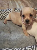 French Bullweiner (French Bull Dach) Girl , a female French Bulldog and Miniature Dachshund for sale in Atlanta, GA – 3 of 9