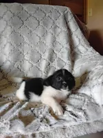Ellie, a female Pomchi for sale in Atlanta, GA – 2 of 2