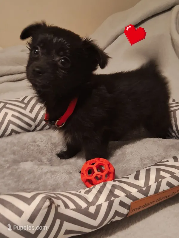 Chipper – Chihuahua puppy for sale in Atlanta, GA