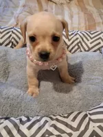 French Bullweiner (French Bull Dach) Girl , a female French Bulldog and Miniature Dachshund for sale in Atlanta, GA – 5 of 9