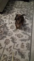 Heidi Longhaired Miniature , a female Miniature Dachshund for sale in Mcdonough, GA – 10 of 10