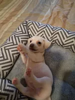 French Bullweiner (French Bull Dach) Boy 2, a male French Bulldog and Miniature Dachshund for sale in Atlanta, GA – 8 of 10