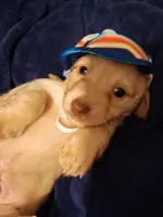 Solid Cream Boy 1, a male Miniature Dachshund for sale in Atlanta, GA – 2 of 10
