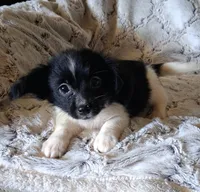 Oreo, a female Pomchi for sale in Atlanta, GA – 4 of 5