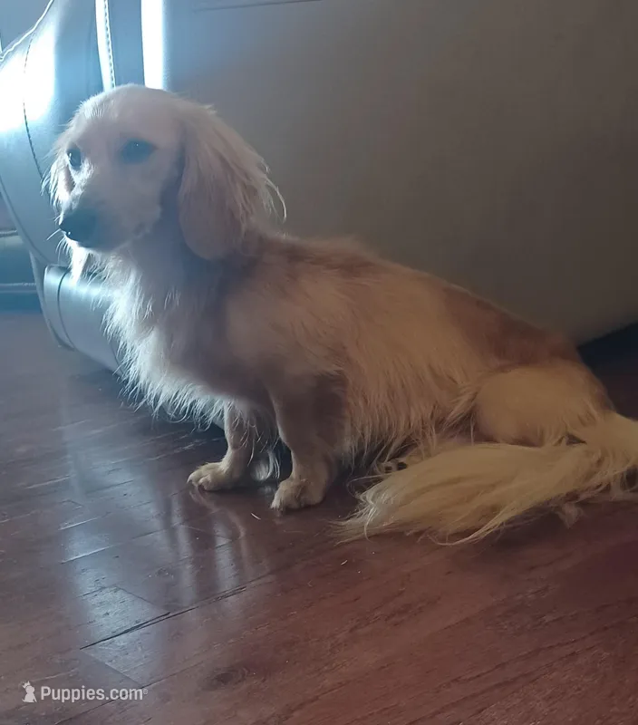 Petey – Miniature Dachshund puppy for sale in Atlanta, GA