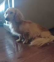 Petey, a male Miniature Dachshund for sale in Atlanta, GA – Photo 1 of 3