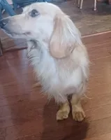 Petey, a male Miniature Dachshund for sale in Atlanta, GA – Photo 2 of 3