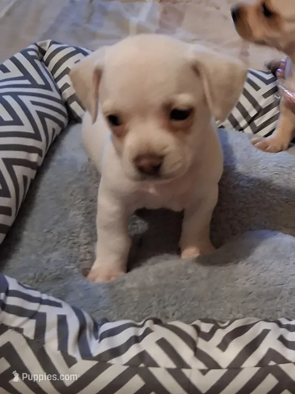 French Bullweiner (French Bull Dach) Boy 2 – French Bulldog, Miniature Dachshund puppy for sale in Atlanta, GA