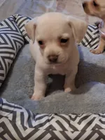 French Bullweiner (French Bull Dach) Boy 2, a male French Bulldog and Miniature Dachshund for sale in Atlanta, GA – 1 of 10