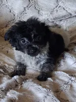 Ponga, a female Pomchi for sale in Atlanta, GA – 5 of 7