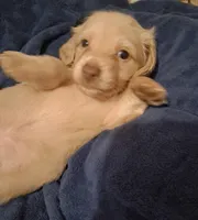 Solid Cream Boy 1, a male Miniature Dachshund for sale in Atlanta, GA – 4 of 10