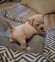 French Bullweiner (French Bull Dach) Boy 2, a male French Bulldog and Miniature Dachshund for sale in Atlanta, GA – 10 of 10