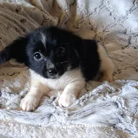 Oreo, a female Pomchi for sale in Atlanta, GA – 5 of 5