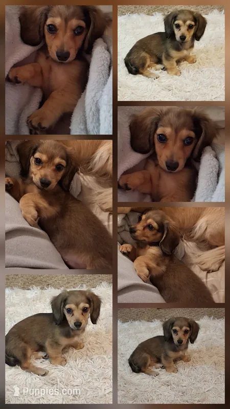 Shaded Cream Girl AKC – Miniature Dachshund puppy for sale in Atlanta, GA
