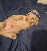 Solid Cream Boy 1, a male Miniature Dachshund for sale in Atlanta, GA – 3 of 10