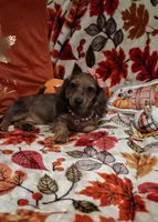 Heidi, a female Miniature Dachshund for sale in Mcdonough, GA – 4 of 10