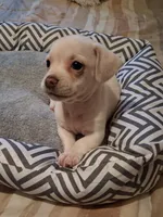 French Bullweiner (French Bull Dach) Boy 2, a male French Bulldog and Miniature Dachshund for sale in Atlanta, GA – 3 of 10
