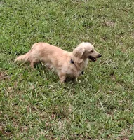 French Bullweiner (French Bull Dach) Boy, a male French Bulldog and Miniature Dachshund for sale in Atlanta, GA – 6 of 6