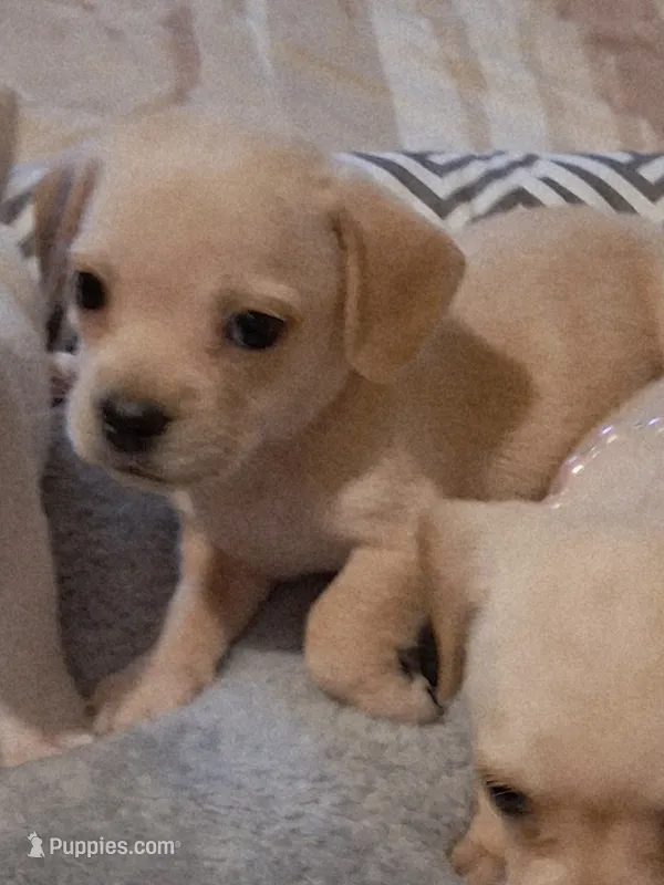 French Bullweiner (French Bull Dach) Boy – French Bulldog, Miniature Dachshund puppy for sale in Atlanta, GA