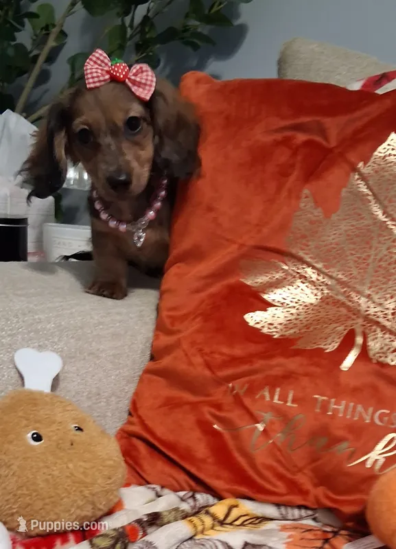 Heidi – Miniature Dachshund puppy for sale in Mcdonough, GA