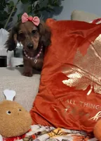 Heidi, a female Miniature Dachshund for sale in Mcdonough, GA – 1 of 10