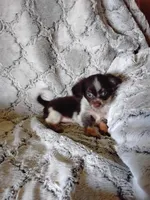 Muffin, a female Pomchi for sale in Atlanta, GA – 4 of 5