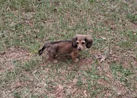 Pixie Longhaired Shaded Cream, a female Miniature Dachshund for sale in Atlanta, GA – Photo 2 of 6