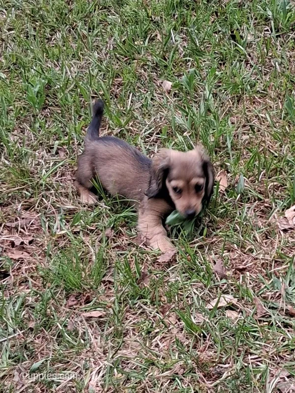 Pixie Longhaired Shaded Cream – Miniature Dachshund puppy for sale in Atlanta, GA