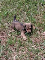 Pixie Longhaired Shaded Cream, a female Miniature Dachshund for sale in Atlanta, GA – Photo 1 of 6