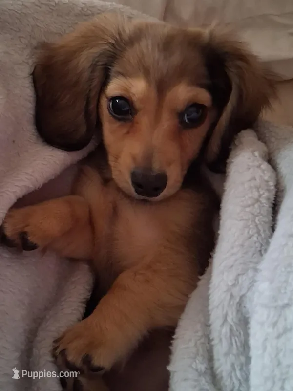 Pixie – Miniature Dachshund puppy for sale in Atlanta, GA