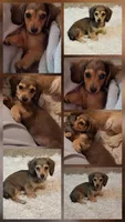 Pixie, a female Miniature Dachshund for sale in Atlanta, GA – Photo 2 of 3