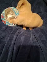 Solid Cream Boy 1, a male Miniature Dachshund for sale in Atlanta, GA – 8 of 10