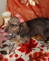 Heidi, a female Miniature Dachshund for sale in Mcdonough, GA – 6 of 10