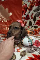Heidi, a female Miniature Dachshund for sale in Mcdonough, GA – 7 of 10