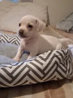 French Bullweiner (French Bull Dach) Boy 2, a male French Bulldog and Miniature Dachshund for sale in Atlanta, GA – 5 of 10