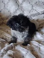 Ponga, a female Pomchi for sale in Atlanta, GA – 6 of 7