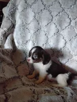 Candy, a female Pomchi for sale in Atlanta, GA – 5 of 6