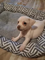 French Bullweiner (French Bull Dach) Boy 2, a male French Bulldog and Miniature Dachshund for sale in Atlanta, GA – 6 of 10