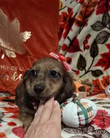 Heidi, a female Miniature Dachshund for sale in Mcdonough, GA – 8 of 10