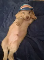 Solid Cream Boy 1, a male Miniature Dachshund for sale in Atlanta, GA – 7 of 10