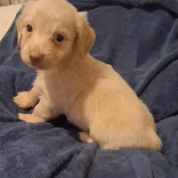 Cooper, a male Miniature Dachshund for sale in Atlanta, GA – 6 of 10