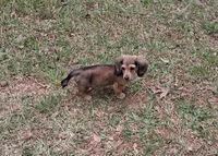 Pixie, a female Miniature Dachshund for sale in Atlanta, GA – 5 of 7