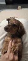 Heidi Longhaired Miniature , a female Miniature Dachshund for sale in Mcdonough, GA – 8 of 10