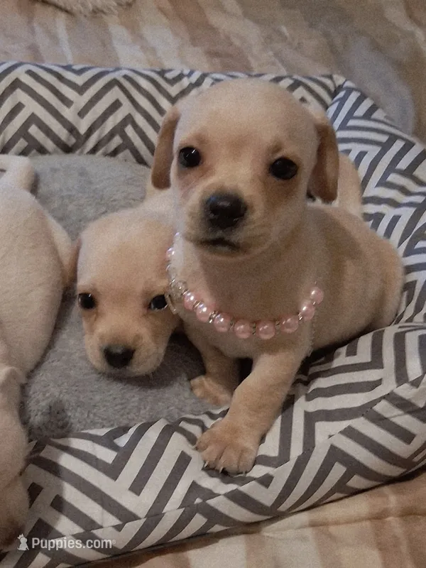 French Bullweiner (French Bull Dach) Girl  – French Bulldog, Miniature Dachshund puppy for sale in Atlanta, GA