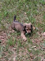 Pixie, a female Miniature Dachshund for sale in Atlanta, GA – 3 of 7