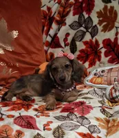 Heidi, a female Miniature Dachshund for sale in Mcdonough, GA – 3 of 10