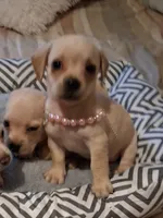 French Bullweiner (French Bull Dach) Girl , a female French Bulldog and Miniature Dachshund for sale in Atlanta, GA – 2 of 9