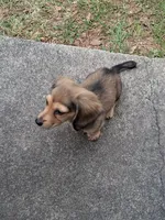 Pixie, a female Miniature Dachshund for sale in Atlanta, GA – 7 of 7